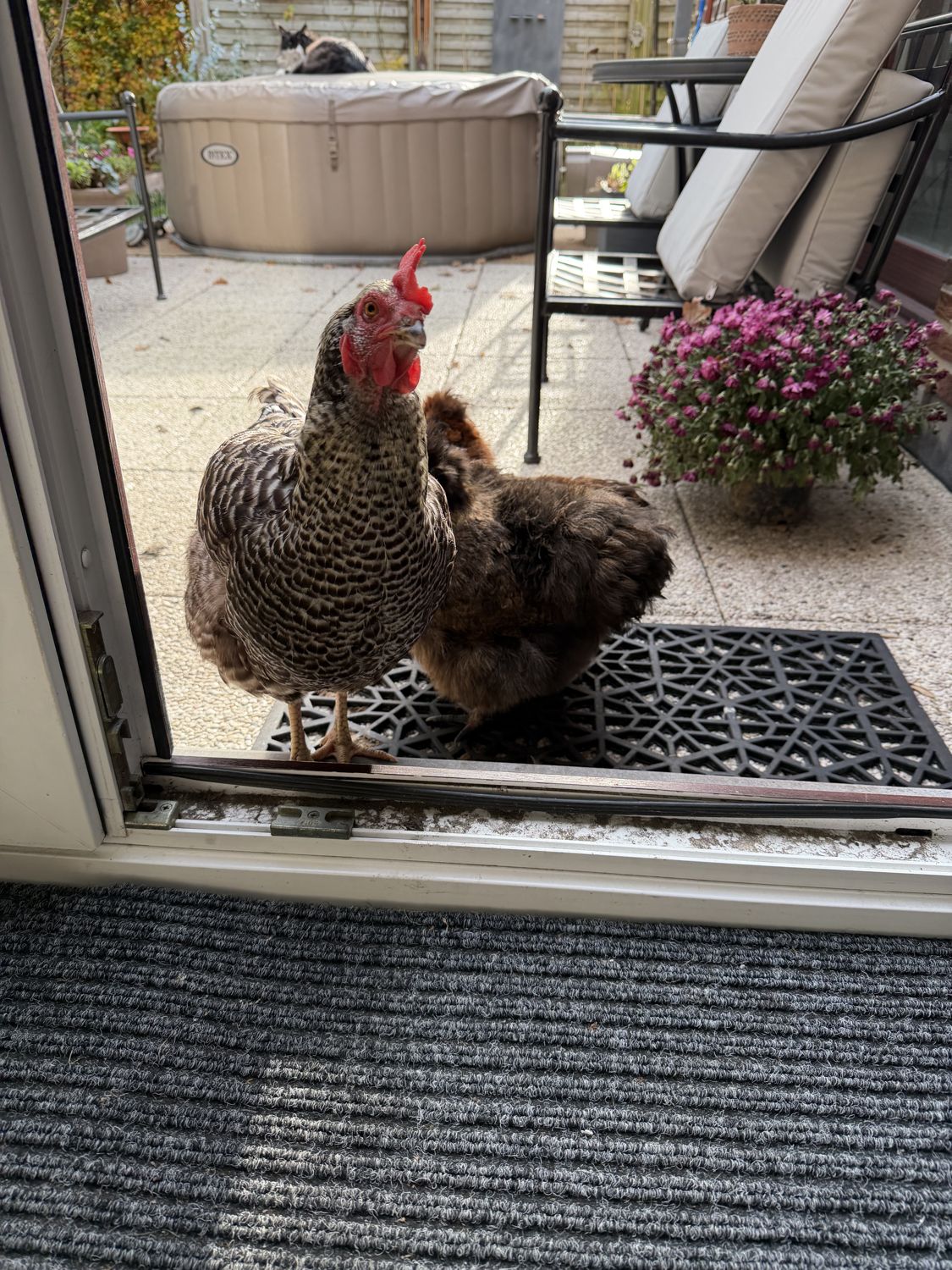 Chickens