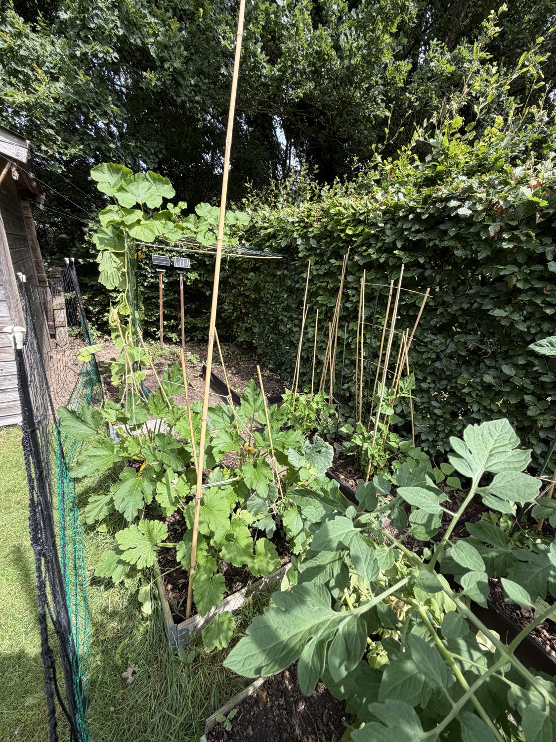 Climbing veg