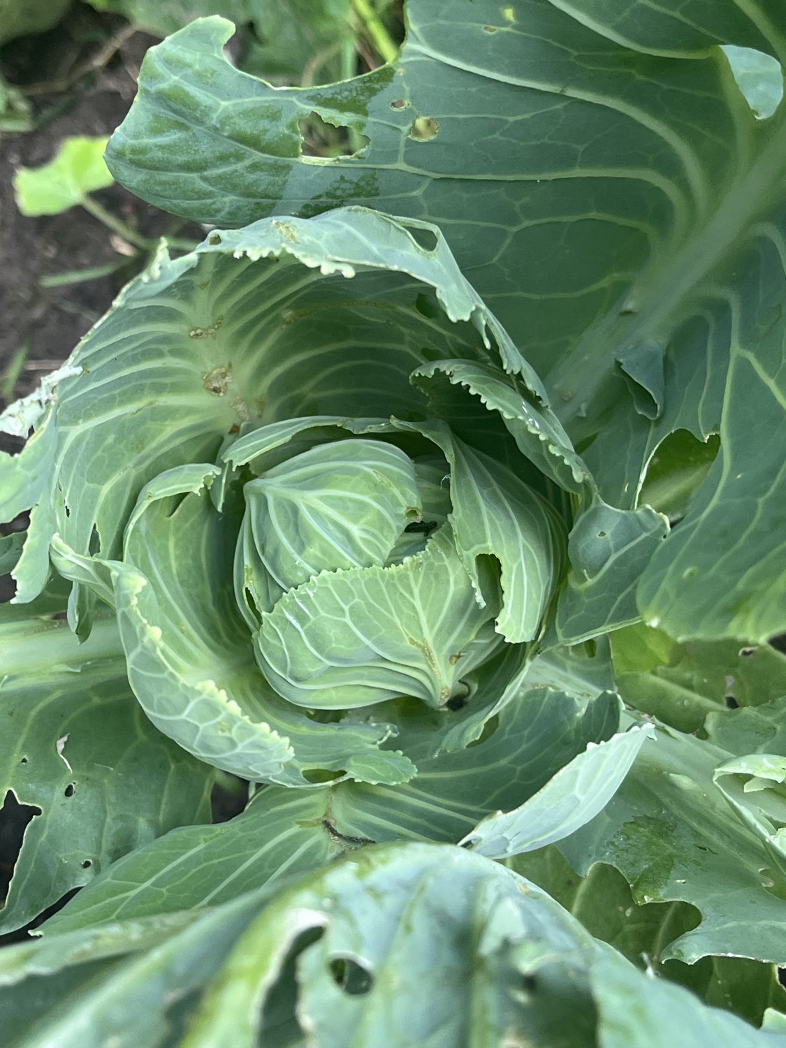 Cabbage