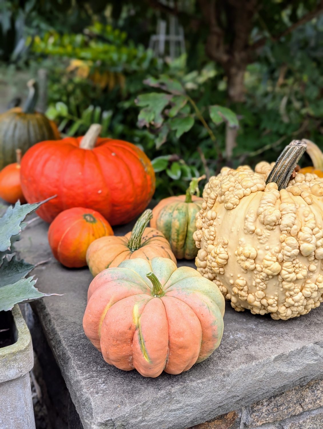 Squash harvest