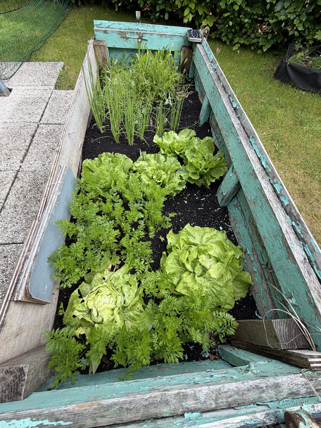 Lettuce bed