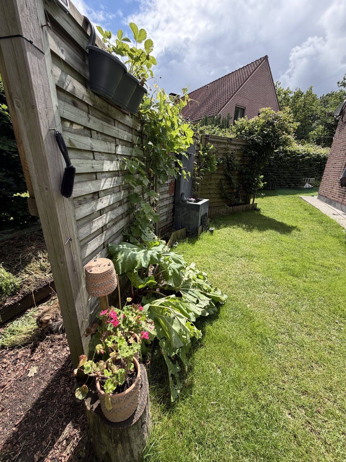 The garden