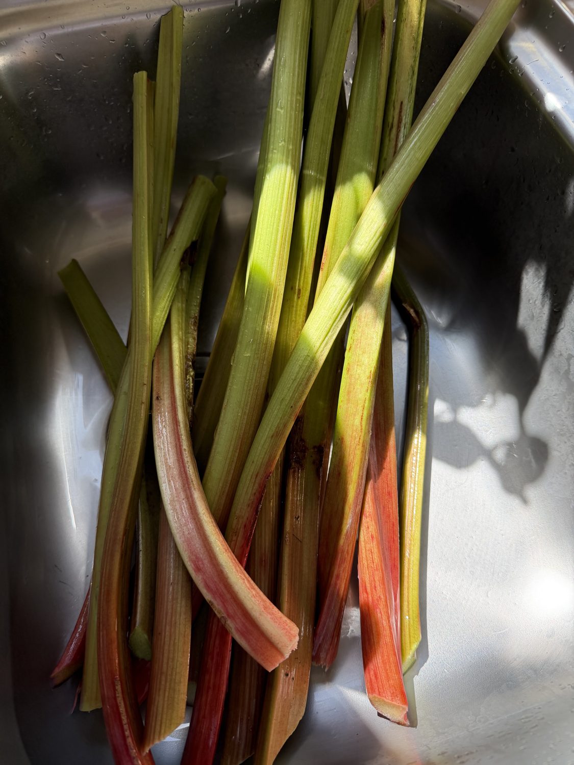 Rhubarb