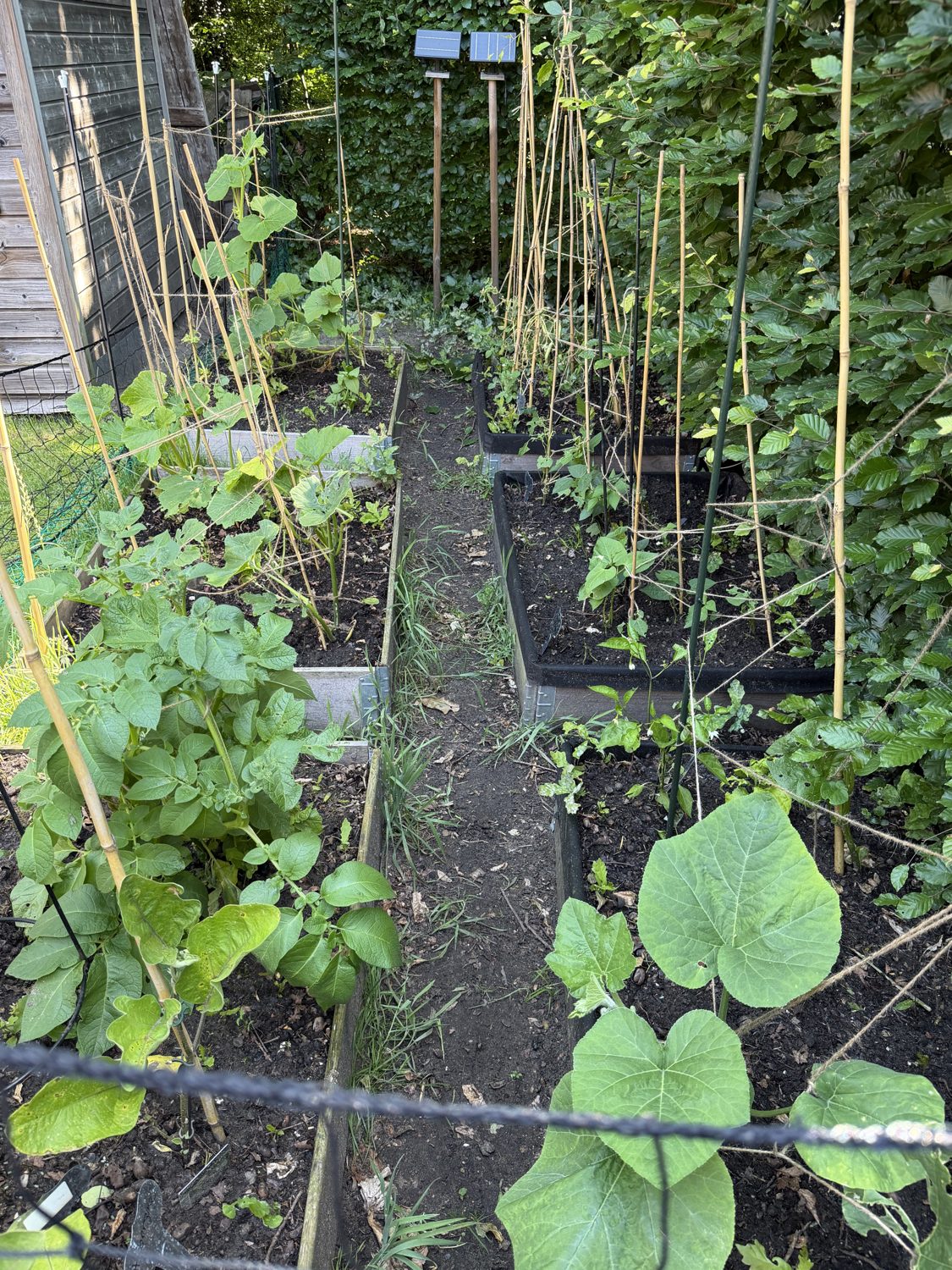 Veg patch